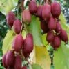 Bayernkiwi `Ken´s Red´ (rote Frucht) Actinidia Arguta `Ken´s Red´
