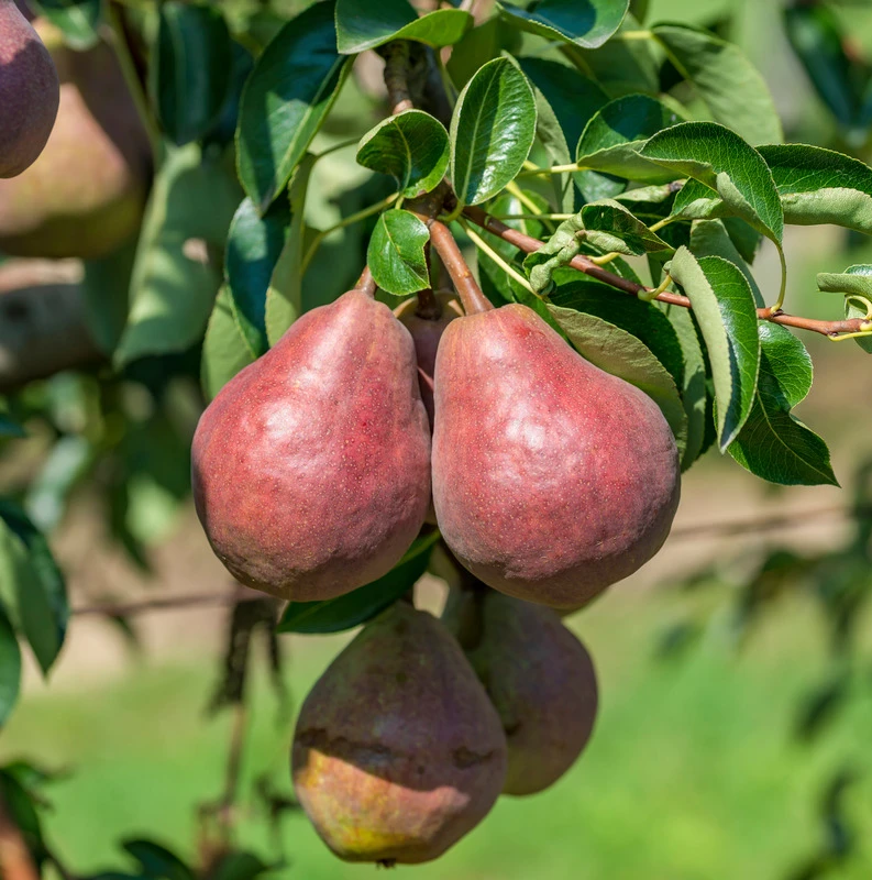 Rote Williams Christbirne Pyrus Communis `Rote Williams Christbirne´ 3 Rote Williams Christbirne Pyrus Communis `Rote Williams Christbirne´