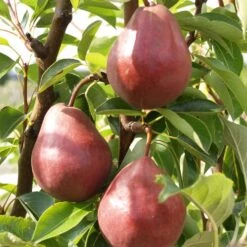 Rote Williams Christbirne Pyrus Communis `Rote Williams Christbirne´ 5 Rote Williams Christbirne Pyrus Communis `Rote Williams Christbirne´ -Pflanzen Verkauf Rote Williams593a6054198f4