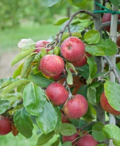 Roter Boskoop Malus Domestica 9 Roter Boskoop Malus Domestica -Pflanzen Verkauf Roter Boskoop 3
