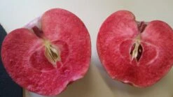 Rotfleischiger Apfel Malus Domestica -Pflanzen Verkauf Rotfleischiger Apfel57c42f5d1eba4