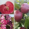 Rotfleischiger Apfel Malus Domestica 2 Rotfleischiger Apfel Malus Domestica -Pflanzen Verkauf Rotflischiger Apfel collage