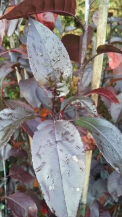 Zierapfel Royalty Malus `Royalty´ 8 Zierapfel Royalty Malus `Royalty´ -Pflanzen Verkauf Royalty