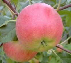 Rubinola Ⓢ Malus Domestica `Rubinola´ 8 Rubinola Ⓢ Malus Domestica `Rubinola´ -Pflanzen Verkauf Rubinola