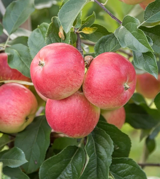 Rubinola Ⓢ Malus Domestica `Rubinola´ 3 Rubinola Ⓢ Malus Domestica `Rubinola´