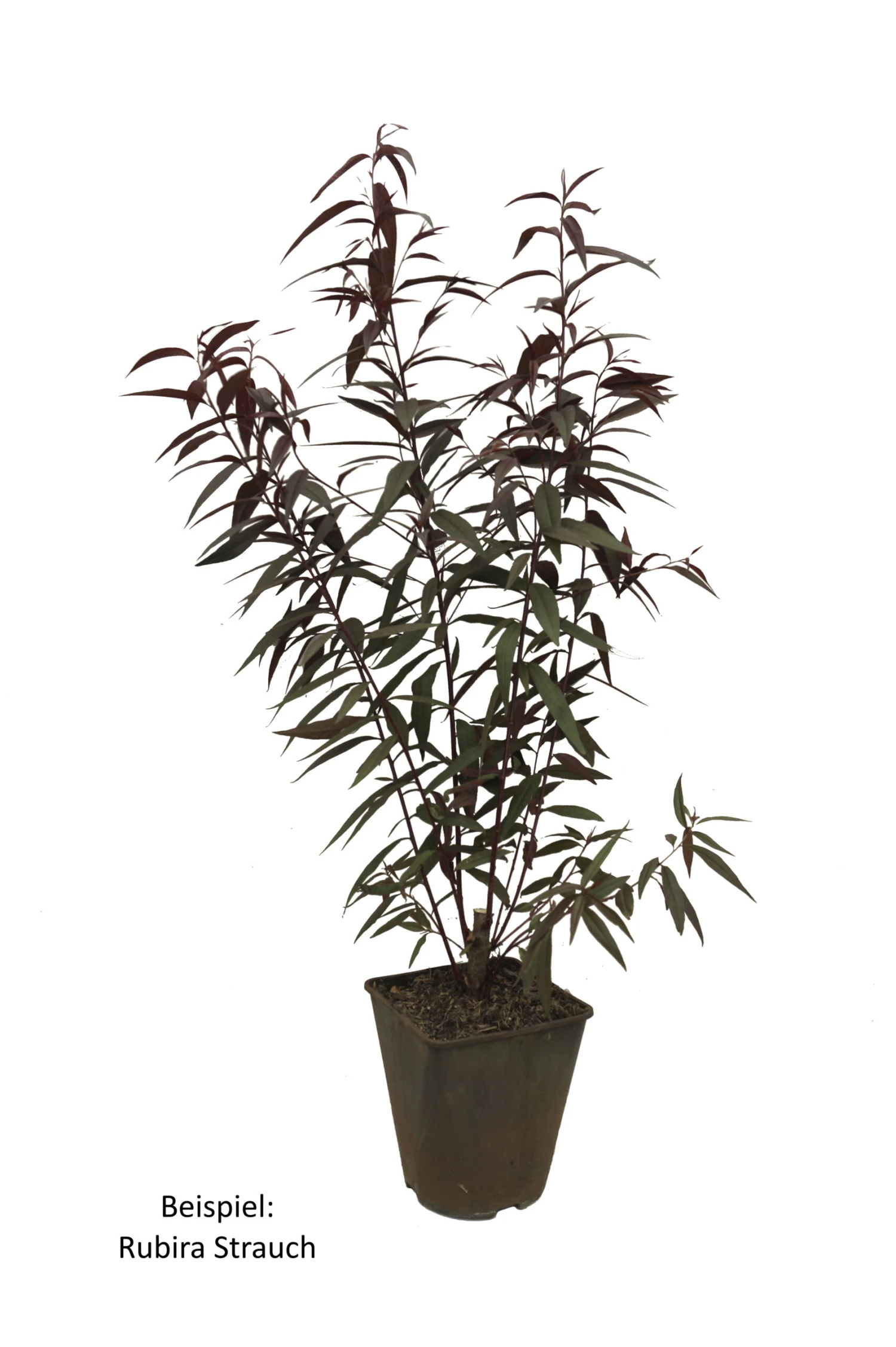 Blutpfirsich `Rubira´, Rotlaubig Prunus Persica `Rubira´ 4 Blutpfirsich `Rubira´, Rotlaubig Prunus Persica `Rubira´ – Bild 2