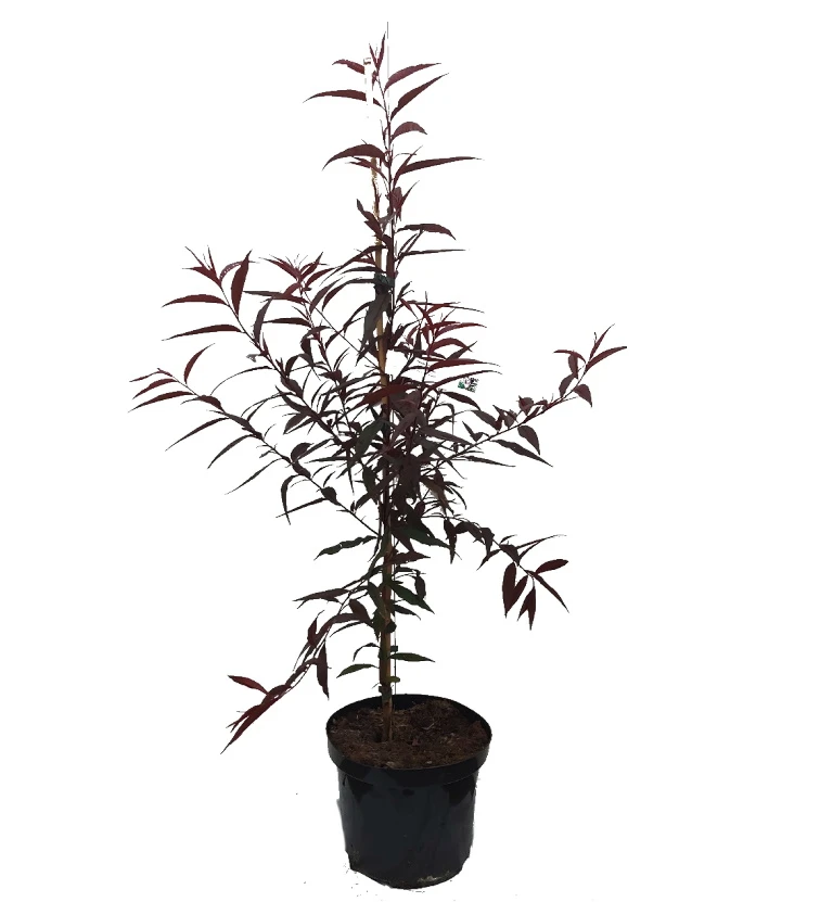 Blutpfirsich `Rubira´, Rotlaubig Prunus Persica `Rubira´ 3 Blutpfirsich `Rubira´, Rotlaubig Prunus Persica `Rubira´