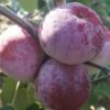 Russinka Malus Domestica `Russinka´ -Pflanzen Verkauf Russinka1