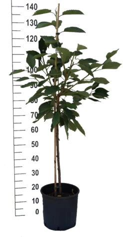 Kordia Prunus Avium `Kordia´ 8 Kordia Prunus Avium `Kordia´ -Pflanzen Verkauf S sskirsche Beispiel BuschbaumN2icVMgDMyPhZ