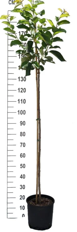 Große Prinzessin / Napoleon Prunus Avium `Große Prinzessin´ 9 Große Prinzessin / Napoleon Prunus Avium `Große Prinzessin´ -Pflanzen Verkauf S sskirsche Beispiel Halbstamm97whRy8s072Fz