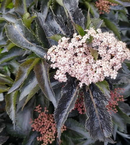 Holunder-Säule Black Tower (R) Sambucus Nigra `Black Tower´ 3 Holunder-Säule Black Tower (R) Sambucus Nigra `Black Tower´