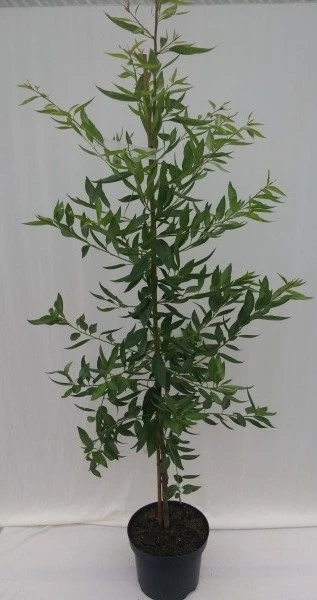 Säulenmandel Prunus Dulcis 3 Säulenmandel Prunus Dulcis