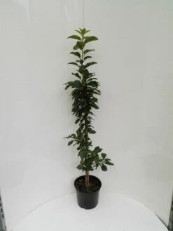 Säulensauerkirsche `Jachim´ Prunus Cerasus `Jachim´ -Pflanzen Verkauf S ulensauerkirsche