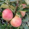 Zwergapfel Maloni® `Sally´® Malus Domestica `Sally´ 2 Zwergapfel Maloni® `Sally´® Malus Domestica `Sally´ -Pflanzen Verkauf Sally Frucht
