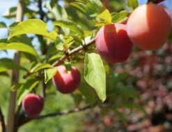 Santa Rosa Japanische Pflaume Prunus Salicina `Santa Rosa´ 9 Santa Rosa Japanische Pflaume Prunus Salicina `Santa Rosa´ -Pflanzen Verkauf Santa Rosa Frucht im Juli