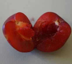 Santa Rosa Japanische Pflaume Prunus Salicina `Santa Rosa´ 11 Santa Rosa Japanische Pflaume Prunus Salicina `Santa Rosa´ -Pflanzen Verkauf Santa rosa fruchtfleisch