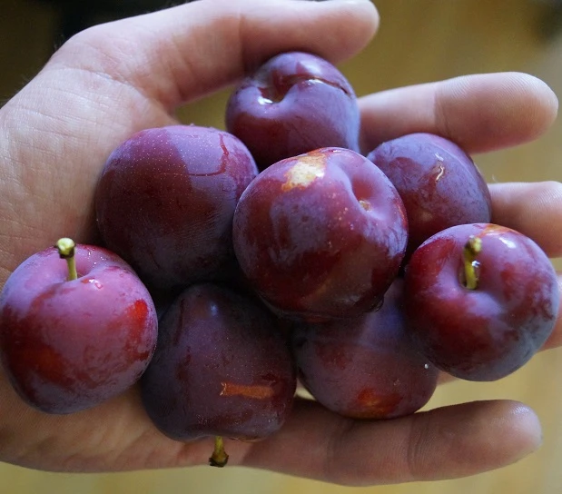 Santa Rosa Japanische Pflaume Prunus Salicina `Santa Rosa´ 6 Santa Rosa Japanische Pflaume Prunus Salicina `Santa Rosa´ – Bild 4