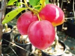 Santa Rosa Japanische Pflaume Prunus Salicina `Santa Rosa´