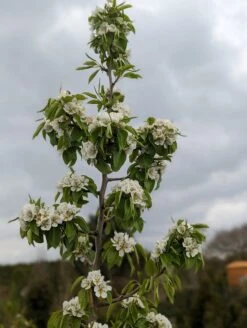 Säulenbirne `Saphira´ 150-175cm (zweijährig) Pyrus Communis `Saphira´ -Pflanzen Verkauf Saphira Bl te2