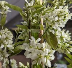 Saskatoon Berry Amelanchier Alnifolia `Saskatoon Berry´ 11 Saskatoon Berry Amelanchier Alnifolia `Saskatoon Berry´ -Pflanzen Verkauf Saskatoon berry Bl te