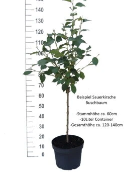 Safir ® Prunus Cerasus `Safir´ 11 Safir ® Prunus Cerasus `Safir´ -Pflanzen Verkauf Sauerkirsche Beispiel BuschbaumC8WI5GDGgSz1B