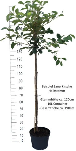 Safir ® Prunus Cerasus `Safir´ 10 Safir ® Prunus Cerasus `Safir´ -Pflanzen Verkauf Sauerkirsche Beispiel HalbstammmIkIHKIhlHSVC