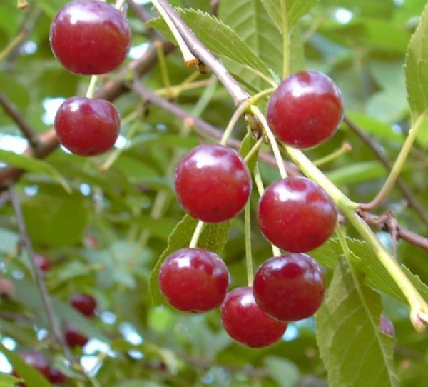 Werdersche Glaskirsche Prunus Cerasus `Werdersche Glaskirsche´ 3 Werdersche Glaskirsche Prunus Cerasus `Werdersche Glaskirsche´