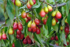 Pflanzen Verkauf -Pflanzen Verkauf Sch nbrunner Gourmet Dirndl