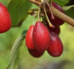 Großfrüchtige Kornelkirsche `Schönbrunner Gourmet Dirndl´ Cornus Mas `Schönbrunner Gourmetdirndl´ 11 Großfrüchtige Kornelkirsche `Schönbrunner Gourmet Dirndl´ Cornus Mas `Schönbrunner Gourmetdirndl´ -Pflanzen Verkauf Sch nbrunner2