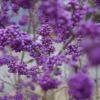 Schönfrucht, Liebesperlenstrauch Callicarpa Bodinieri `Profusion´ 2 Schönfrucht, Liebesperlenstrauch Callicarpa Bodinieri `Profusion´ -Pflanzen Verkauf Sch nfrucht Liebesperlenstrauch 22