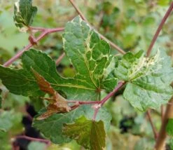 Porzellanbeere / Scheinrebe `Elegans´ Ampelopsis Brevipedunculata `Elegans´ 7 Porzellanbeere / Scheinrebe `Elegans´ Ampelopsis Brevipedunculata `Elegans´ -Pflanzen Verkauf Scheinrebe Amelopsis