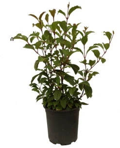 Duftender Winterschneeball `Dawn´ Viburnum Bodnantense `Dawn´ -Pflanzen Verkauf Schneeball Dawn weiss