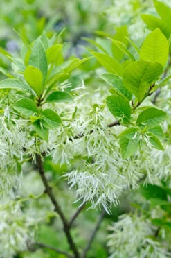 Schneeflockenstrauch Chionanthus Retusus -Pflanzen Verkauf Schneeflockenstrauch 2