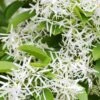 Schneeflockenstrauch Chionanthus Retusus -Pflanzen Verkauf SchneeflockenstrauchU0XfCnfeeoPh6