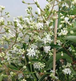 Sieben-Söhne-des-Himmels-Strauch Heptacodium Miconioides -Pflanzen Verkauf Sieben S hne