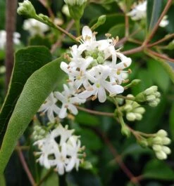 Sieben-Söhne-des-Himmels-Strauch Heptacodium Miconioides -Pflanzen Verkauf Sieben S hne des Himmels