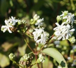 Sieben-Söhne-des-Himmels-Strauch Heptacodium Miconioides -Pflanzen Verkauf Sieben S hne des himmels 1