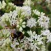 Sieben-Söhne-des-Himmels-Strauch Heptacodium Miconioides 1 Sieben-Söhne-des-Himmels-Strauch Heptacodium Miconioides -Pflanzen Verkauf Sieben S hne mit Hummel