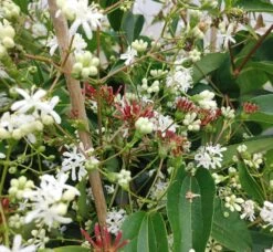 Sieben-Söhne-des-Himmels-Strauch Heptacodium Miconioides -Pflanzen Verkauf Sieben s hne1