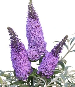 Schmetterlingsflieder Butterfly Candy® (versch. Farben) Buddleja Davidii 12 Schmetterlingsflieder Butterfly Candy® (versch. Farben) Buddleja Davidii -Pflanzen Verkauf Sommerflieder lila blau