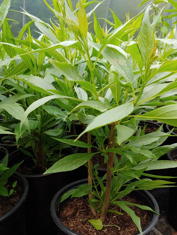 Sommerglocke / Baumoleander `Summer Bells´ Chitalpa Tashkentensis `Summer Bells´ 4 Sommerglocke / Baumoleander `Summer Bells´ Chitalpa Tashkentensis `Summer Bells´ – Bild 2