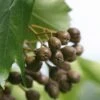 Elsbeere Sorbus Torminalis -Pflanzen Verkauf Sorbus torminalis 3