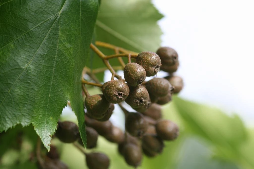 Elsbeere Sorbus Torminalis 3 Elsbeere Sorbus Torminalis