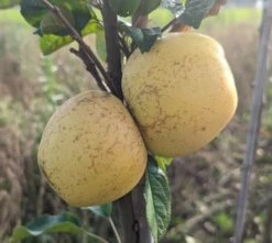 Spanischer Krautapfel Malus Domestica `Spanischer Krautapfel´ 7 Spanischer Krautapfel Malus Domestica `Spanischer Krautapfel´ -Pflanzen Verkauf Spanischer Krautapfel1