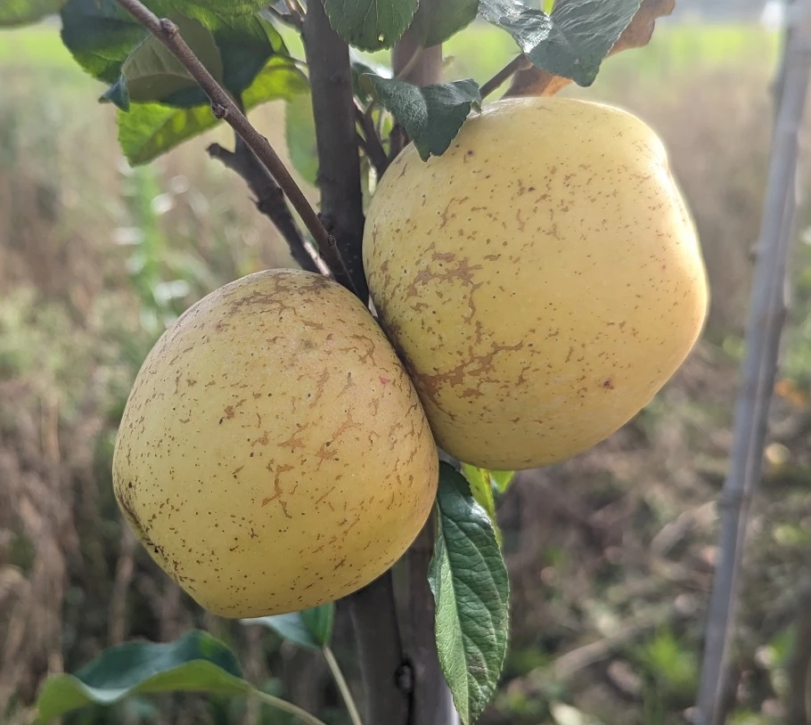 Spanischer Krautapfel Malus Domestica `Spanischer Krautapfel´ 4 Spanischer Krautapfel Malus Domestica `Spanischer Krautapfel´ – Bild 2