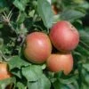 Säulenapfel Spurkoop Malus Domestica `Spurkoop´ -Pflanzen Verkauf SpurkoopFY2pp5KkZKmfy