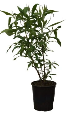 Sommerglocke / Baumoleander `Summer Bells´ Chitalpa Tashkentensis `Summer Bells´ 11 Sommerglocke / Baumoleander `Summer Bells´ Chitalpa Tashkentensis `Summer Bells´ -Pflanzen Verkauf Summer bells