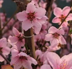 Pfirsich `Suncrest´ Prunus Persica `Suncrest´ 5 Pfirsich `Suncrest´ Prunus Persica `Suncrest´ -Pflanzen Verkauf Suncrest bl te