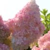 Kompakte Rispenhortensie `Sundae Fraise´ Hydrangea Paniculata `Sundae Fraise´ 1 Kompakte Rispenhortensie `Sundae Fraise´ Hydrangea Paniculata `Sundae Fraise´ -Pflanzen Verkauf Sundae Fraise13oEjyJ3xi4YNJ