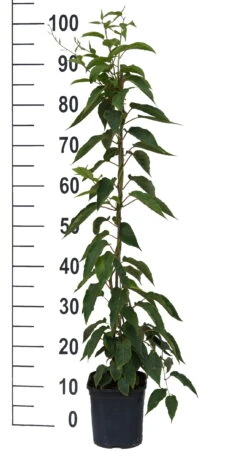 Bayernkiwi 3er-Set Mit Großfrüchtigen Sorten Actinidia Arguta 7 Bayernkiwi 3er-Set Mit Großfrüchtigen Sorten Actinidia Arguta -Pflanzen Verkauf Super Jumbo weissFvoRaFC425vl0